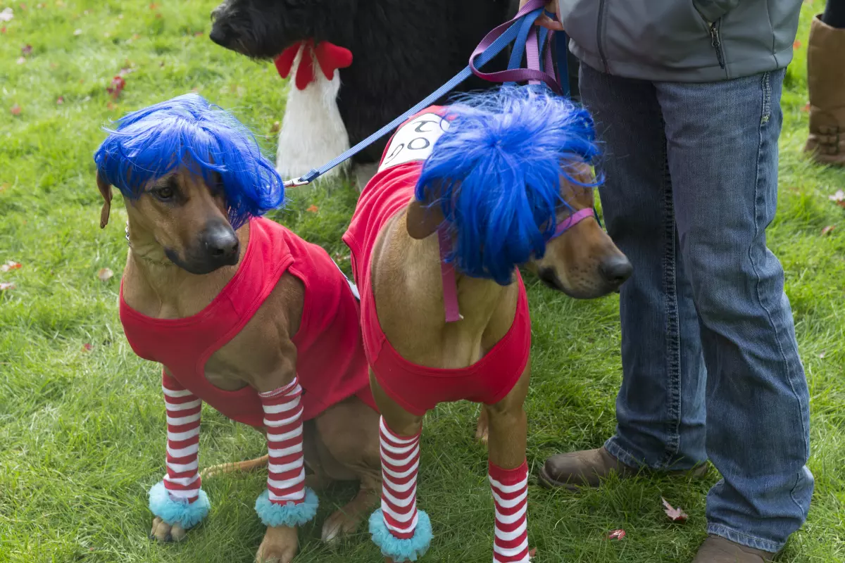 Two short-haired brown dogs sit dressed as Thing 1 and Thing 2, in blue wigs and red tank tops with red and white striped leg warmers.