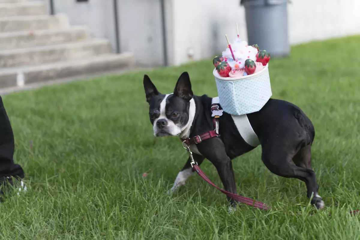 A Boston Terrier wearing a small fabric cake on its back gives the camera a cold stare.