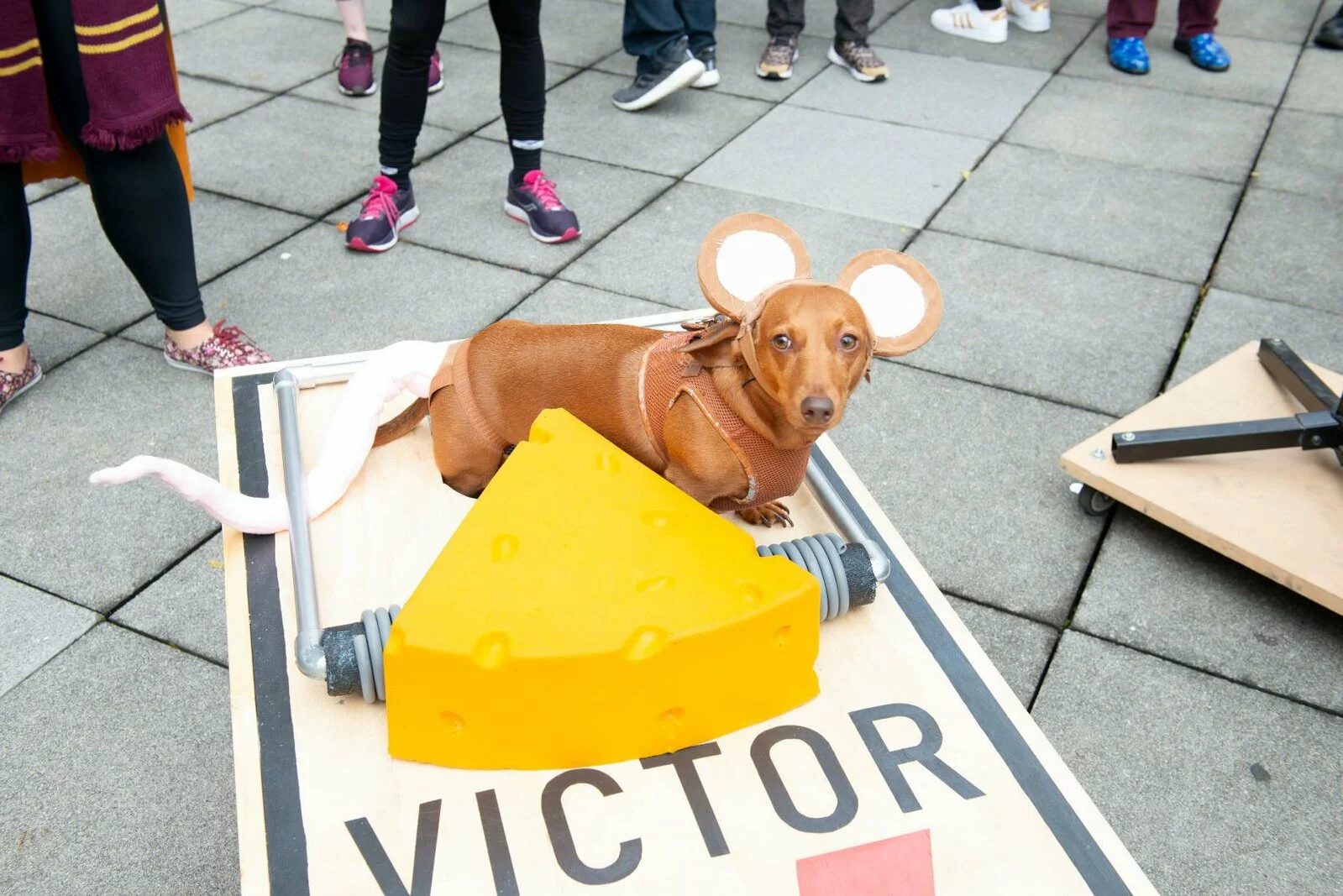 A tan Daschund Hound wearing large mouse ears sits on an oversized mouse trap with a large foam cheese in front of it
