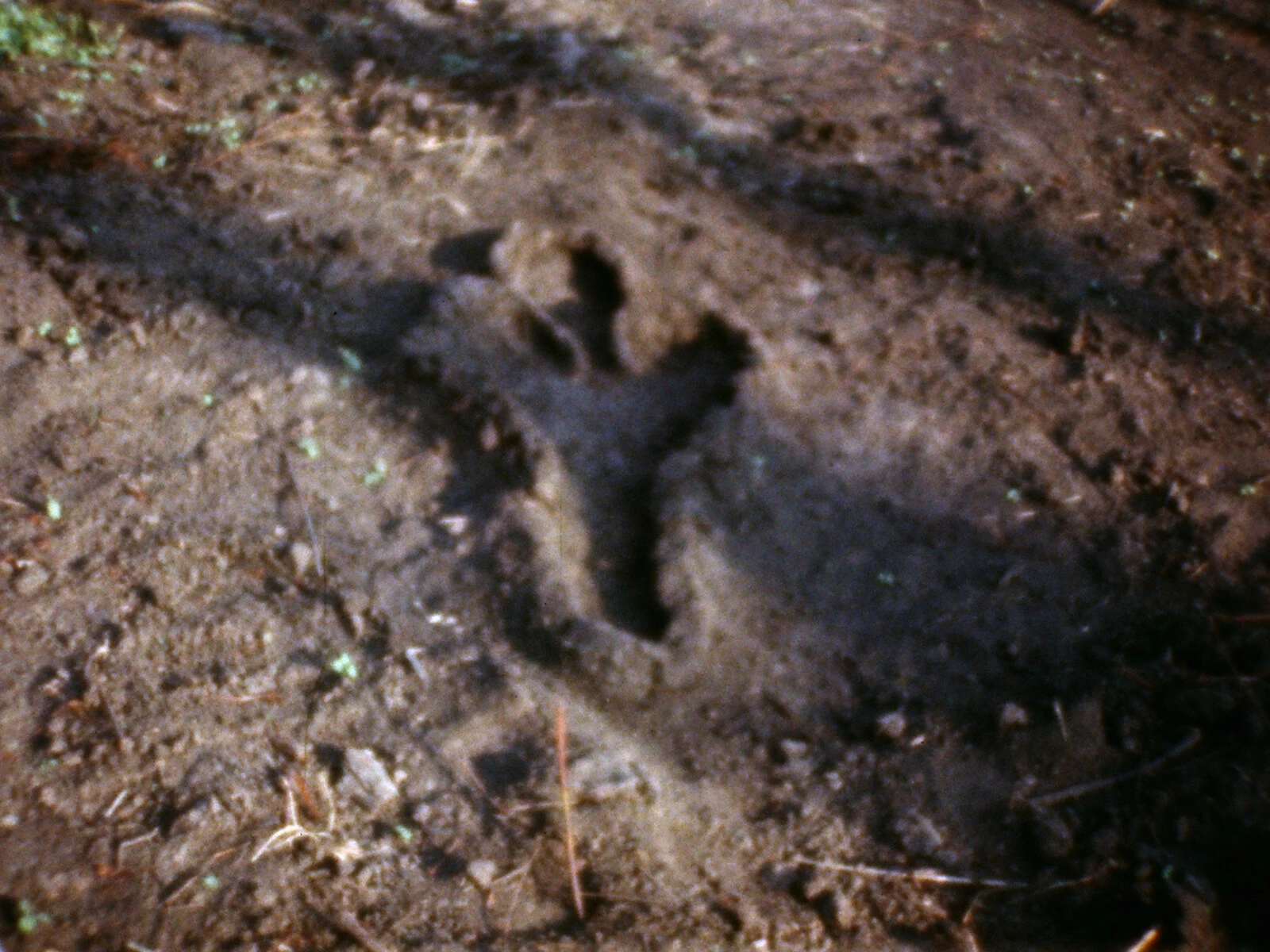 Ana Mendieta, <em>Untitled: Silueta Series (Gunpowder Works)</em>, 1980. Super-8mm film transferred to
high-definition digital media, color, silent; dimensions variable. Gift of the D.Daskalopoulos
Collection donated jointly to the Museum of Contemporary Art Chicago and the Solomon R.
Guggenheim Museum, 2022.88. Photo: Solomon R. Guggenheim Museum. 2024/03/2022_88_v01.jpg 